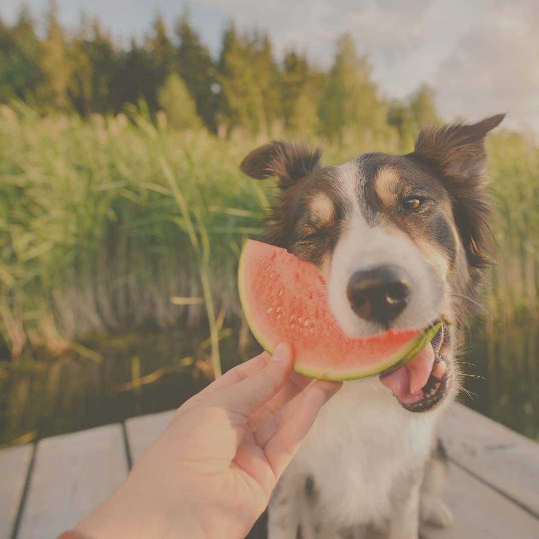 Top 10 Fruits That Dogs Can Eat | TheWiseWag
